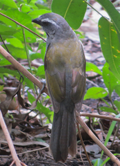 Saltator similis