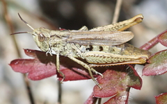 Chorthippus apricarius