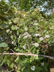 Ageratina altissima