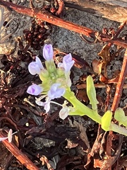 Cakile maritima
