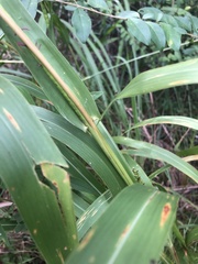 Tripsacum dactyloides