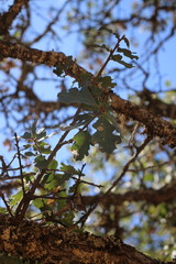 Quercus × jolonensis