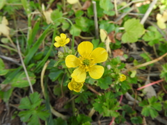Ranunculus sardous
