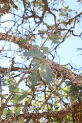 Quercus × jolonensis