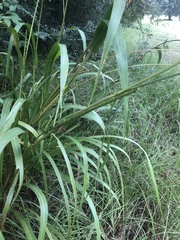 Tripsacum dactyloides