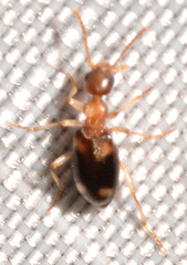 Stricticomus tobias