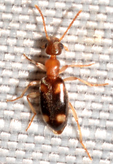 Stricticomus tobias