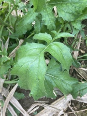 Rhamphospermum nigrum