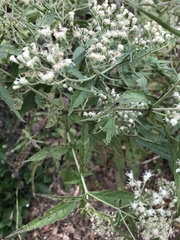 Eupatorium