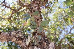 Quercus × jolonensis