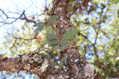 Quercus × jolonensis