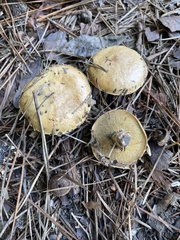 Suillus