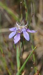 Moraea lugubris