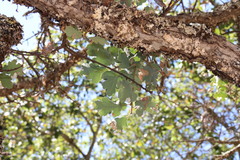 Quercus × jolonensis