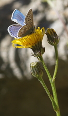 Crepis biennis