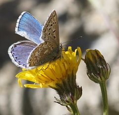 Crepis biennis