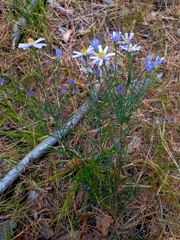 Galatella angustissima
