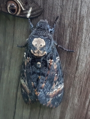 Acherontia atropos