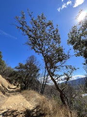 Quercus × jolonensis