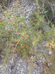 Asparagus verticillatus