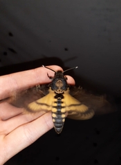 Acherontia atropos