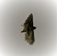 Gymnoscelis rufifasciata