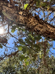 Quercus × jolonensis