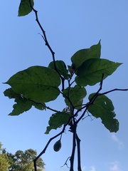 Solanum betaceum