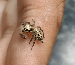 Hyllus