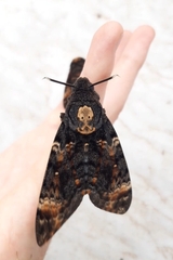Acherontia atropos