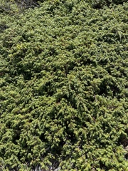 Juniperus communis