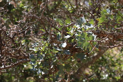 Quercus × jolonensis