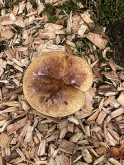 Suillellus luridus