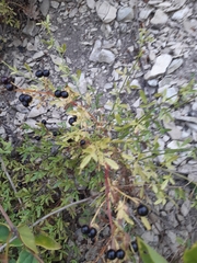 Chrysojasminum fruticans