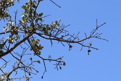 Quercus × jolonensis