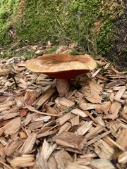 Suillellus luridus