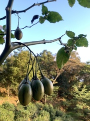 Solanum betaceum