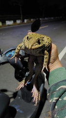Hoplobatrachus chinensis
