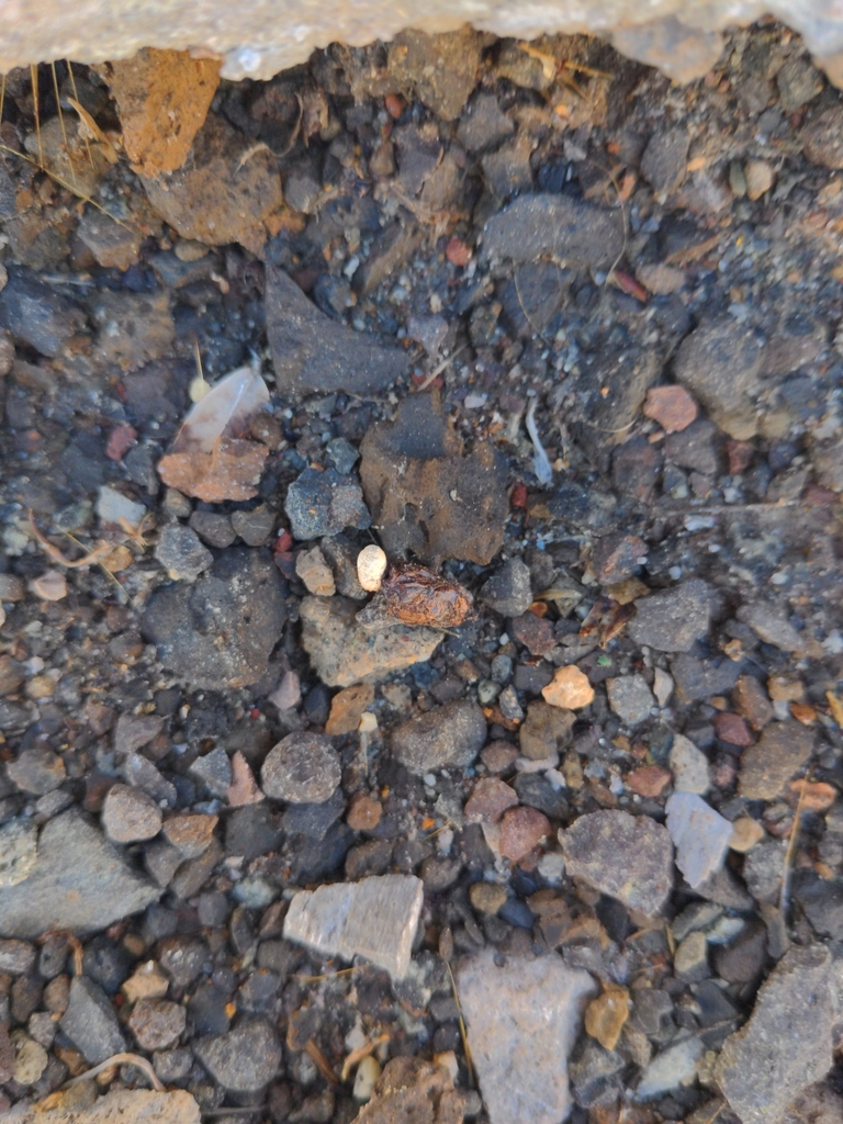 Something From Dandini Boulevard At TMCC Reno NV 89512 USA On