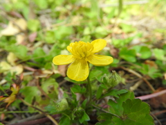 Ranunculus sardous