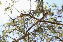 Quercus × jolonensis