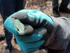 Philothamnus semivariegatus