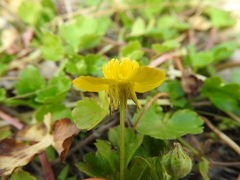Ranunculus sardous