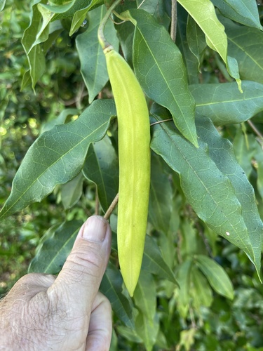 Bignonia capreolata