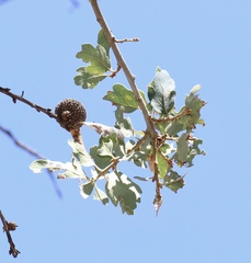 Quercus × jolonensis