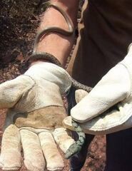 Philothamnus semivariegatus