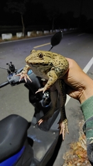 Hoplobatrachus chinensis