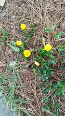 Sternbergia lutea