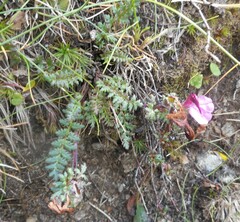 Pedicularis kerneri