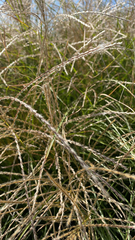 Chloris verticillata